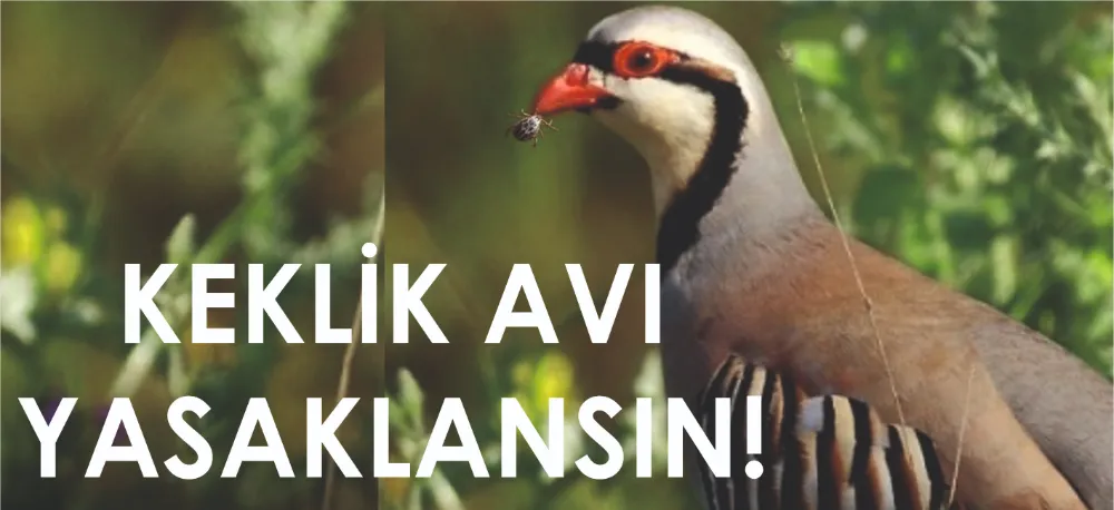 KENE AVCISI KEKLİKLERİ KORUYALIM!