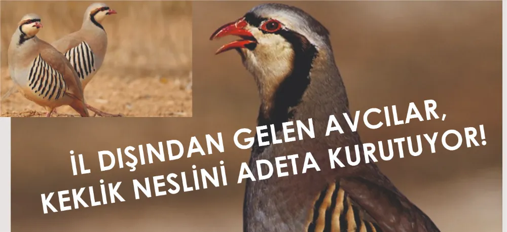 KEKLİK AVI YASAKLANSIN!